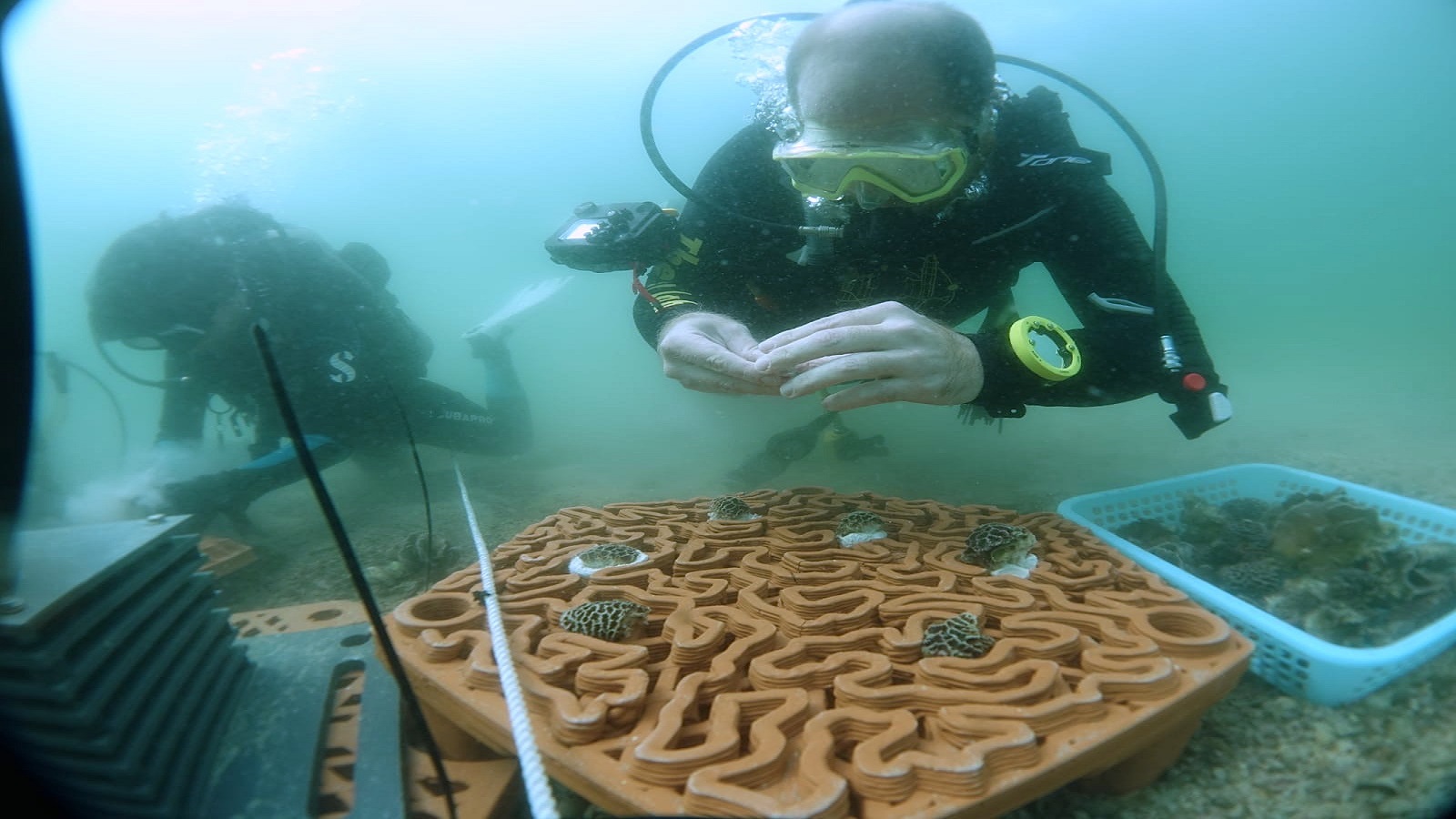 Abu Dhabi Embraces 3D Tech for Coral Reef Recovery Amid Environmental Challenges